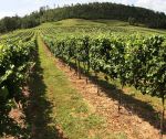The vineyard shown is owned by Steve Thompson, who lives in Fayetteville. Photo/Special.